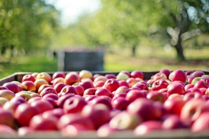 poljoprivreda-vocarstvo-jabuke