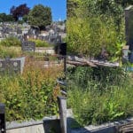 gradsko-groblje-cacak-grobovi-korov