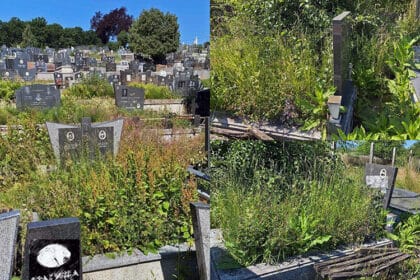 gradsko-groblje-cacak-grobovi-korov