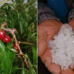 unisteno-voce-nevreme-grad-cacak-miokovci