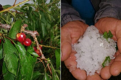 unisteno-voce-nevreme-grad-cacak-miokovci