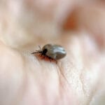 krpelj-ujed-krpelja-lajmska-bolest