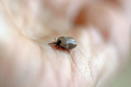 krpelj-ujed-krpelja-lajmska-bolest