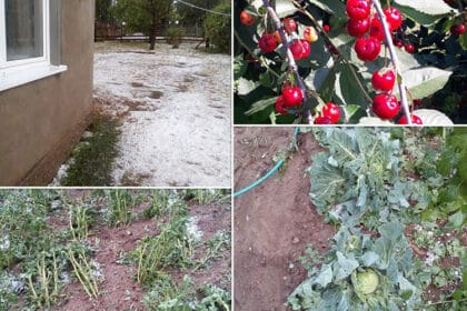 steta-od-grada-poljoprivreda