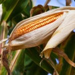 njiva-kukuruz