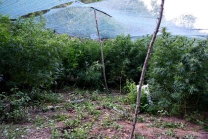 plantaza-marihuane-doljevac-1