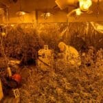 laboratorija-za-uzgajanje-kanabisa-2