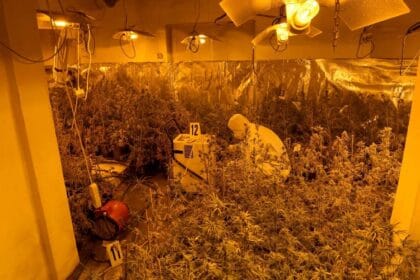 laboratorija-za-uzgajanje-kanabisa-2
