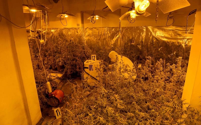 laboratorija-za-uzgajanje-kanabisa-2