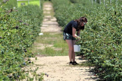 sezonski-radnik-poljoprivreda-branje