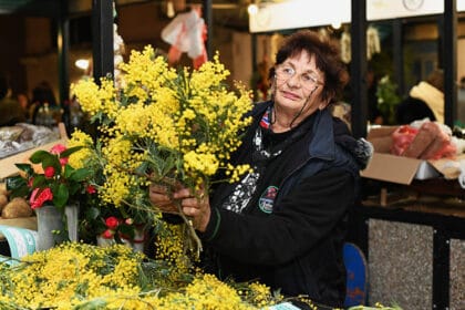 dani-beograda-u-herceg-novom-mimoze