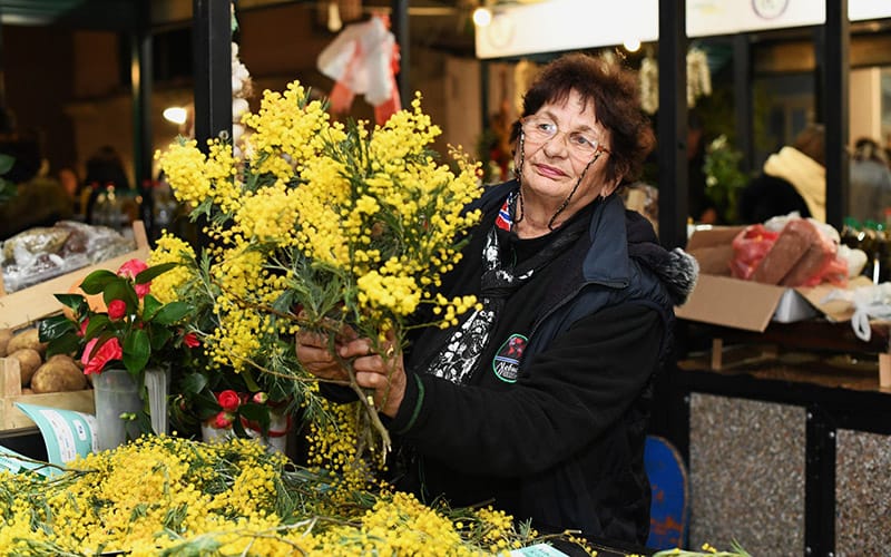 dani-beograda-u-herceg-novom-mimoze