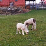 ovce-jagnje-livada-foto-nenad-nesovic-n2