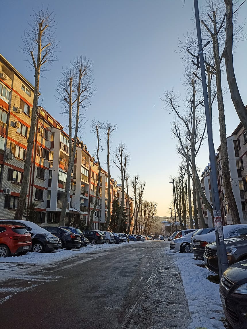 drvored-opstina-zvezdara-beograd