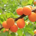 kajsije-drvo-vocnjak