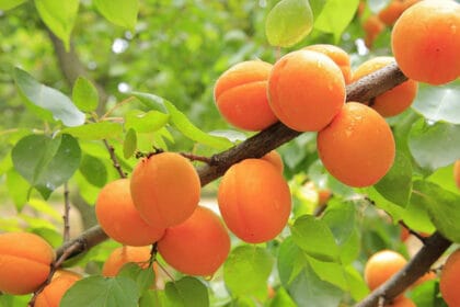 kajsije-drvo-vocnjak