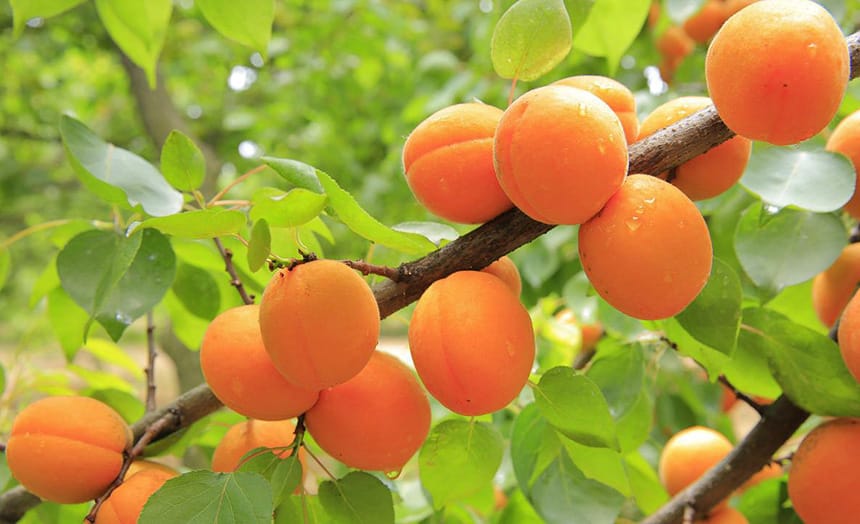 kajsije-drvo-vocnjak