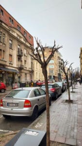 njegoseva-ulica-beograd-drvored