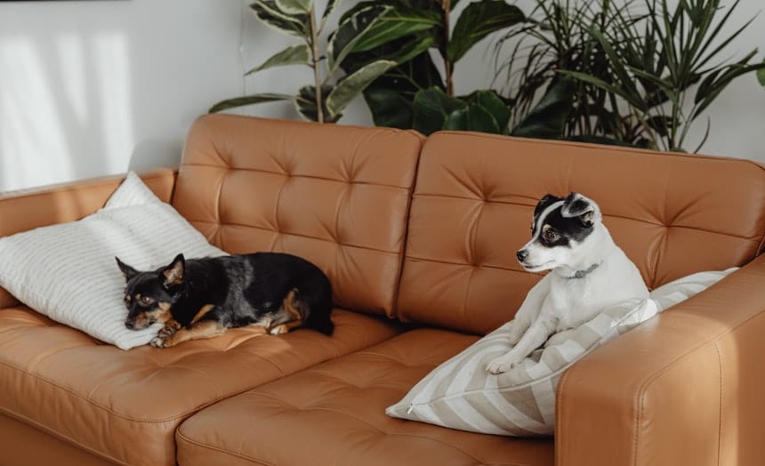 • N2 portal psi-stan-dvosed