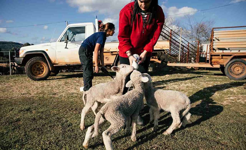zivot-na-selu-jagnjad
