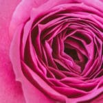 cvece-buket-roze-ruza-za-devojku