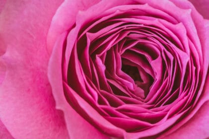 cvece-buket-roze-ruza-za-devojku