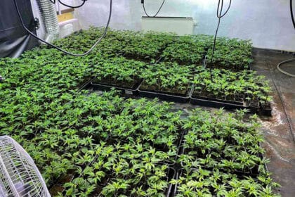 vranic-laboratorija-marihuane