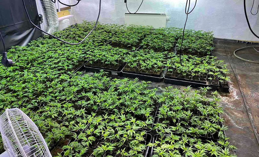 vranic-laboratorija-marihuane