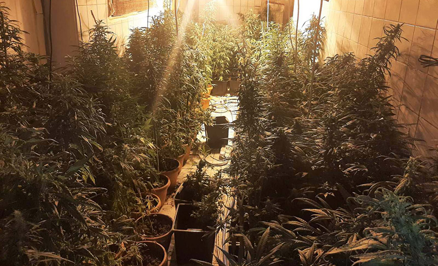 • N2 portal trnava-cacak-marihuana-laboratorija-1