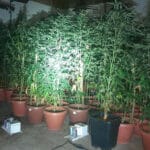 trnava-cacak-marihuana-laboratorija-2