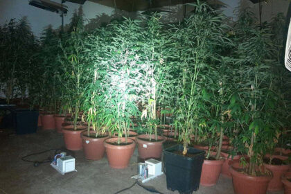 trnava-cacak-marihuana-laboratorija-2