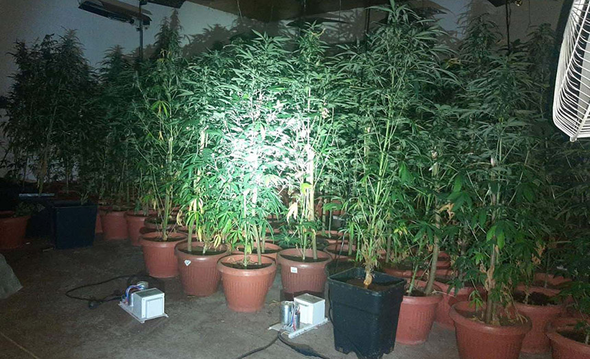 • N2 portal trnava-cacak-marihuana-laboratorija-2