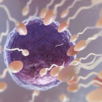 jajne-celije-oplodnja