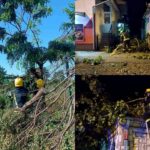 olujno-nevreme-u-srbiji-vatrogasci