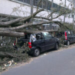 palo-drvo-na-automobil