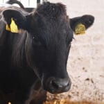 japanske-vagi-krave-farma-cacak-1