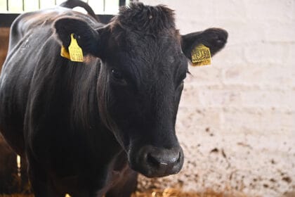 japanske-vagi-krave-farma-cacak-1