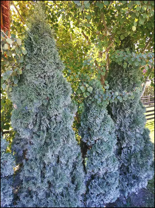 prijevor-nisu-srebrne-jele-nego-prasina-sa-puta