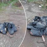 slobodin-parking-bacene-zivotinjske-iznutrice-1