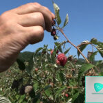 srbija-na-zapadu-malina