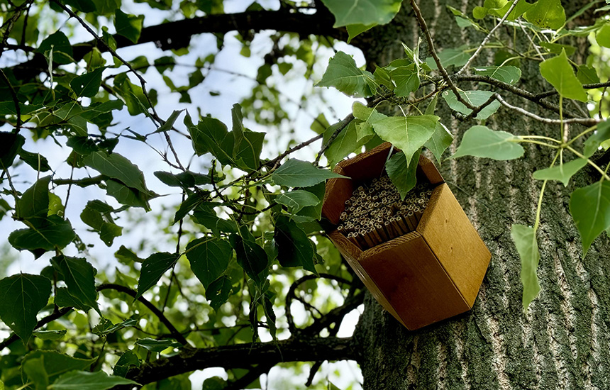 suncani-vrt-diverziteta-u-cacku-2