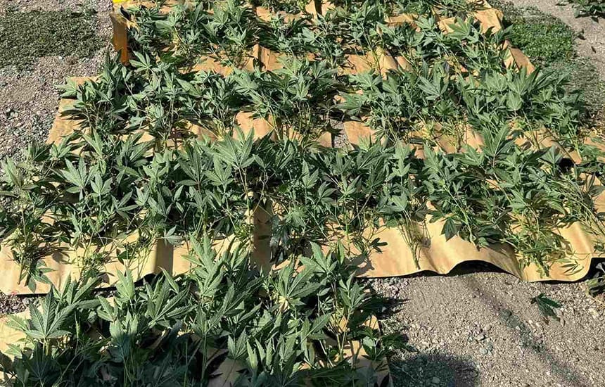 marihuana-laboratorija-za-uzgoj-okolina-cacka-1