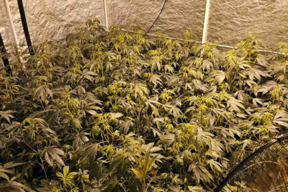 marihuana-laboratorija-za-uzgoj-okolina-cacka-2