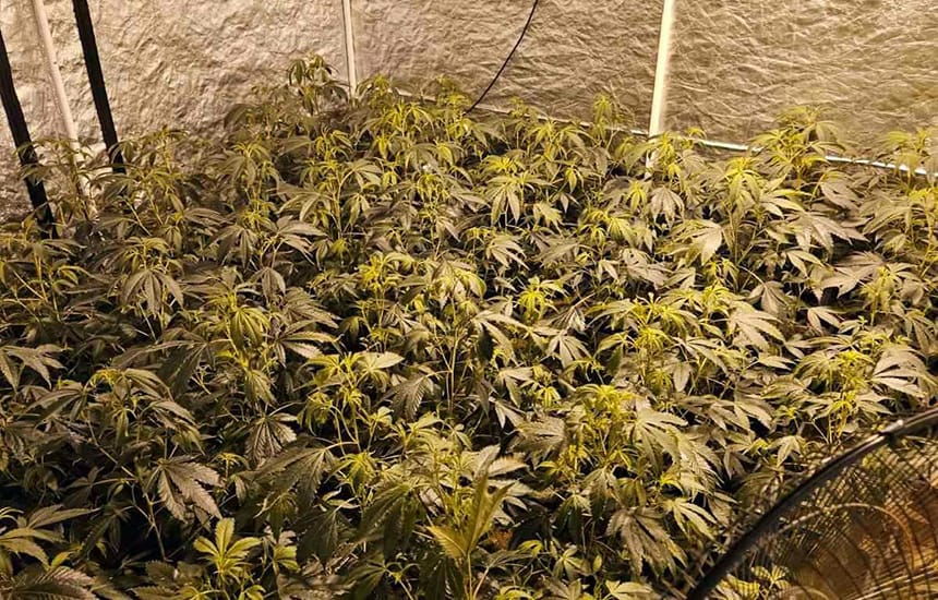 marihuana-laboratorija-za-uzgoj-okolina-cacka-2