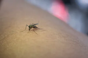 Komarac na koži ruke