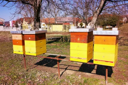 Košnice za pčele