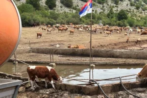 Stigle cisterne sa vodom za stoku na Suvoj planini