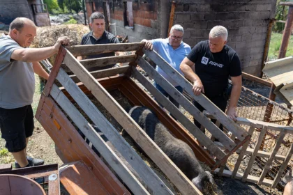 Pomoć za pogođene u požaru - isporuka svinja Moravki