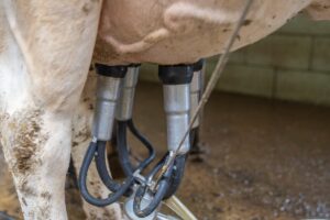 Automatska muža krave