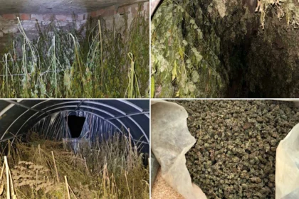 Zaplenjena marihuana